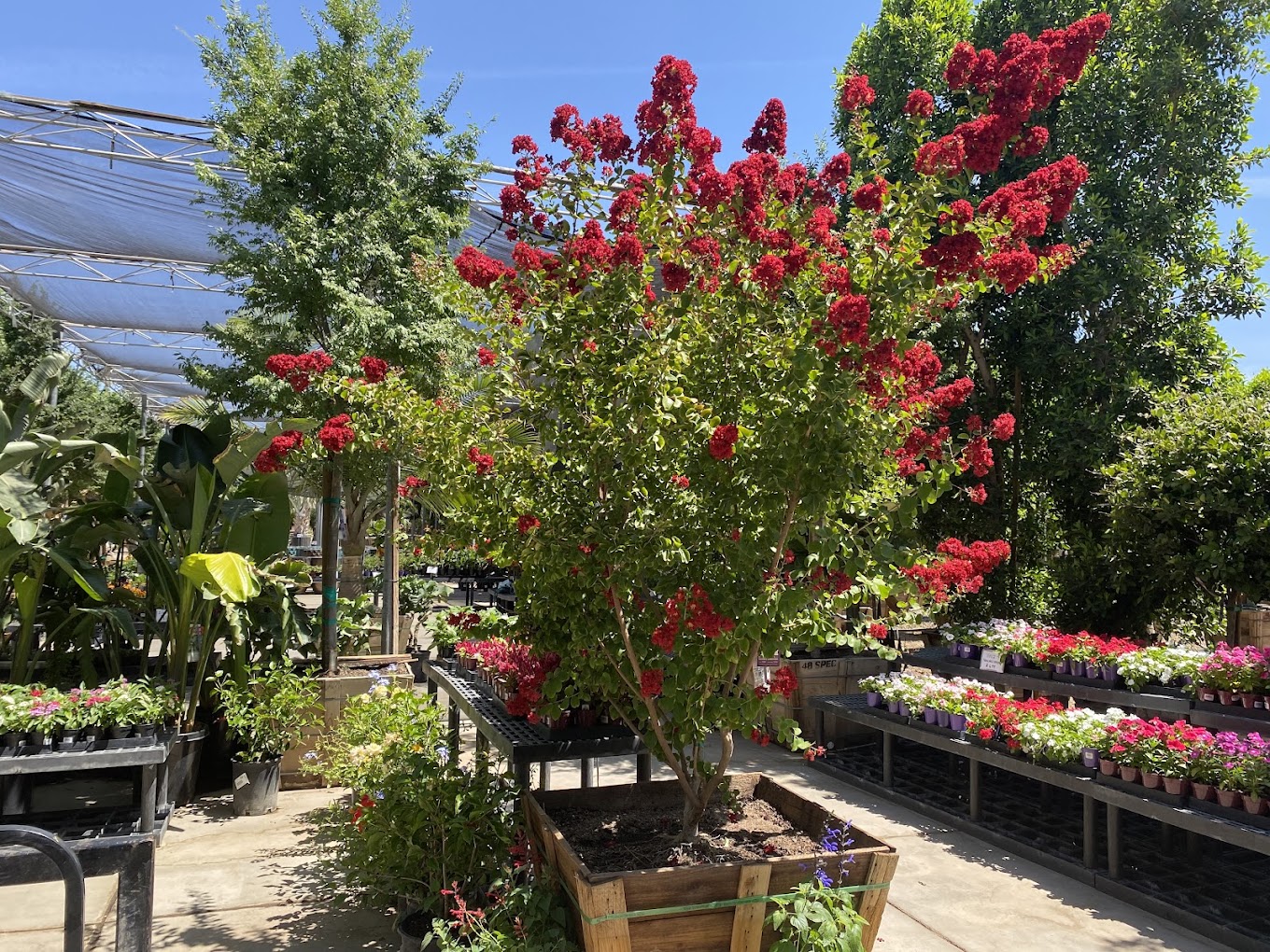 Moon Valley Nurseries, photo 1